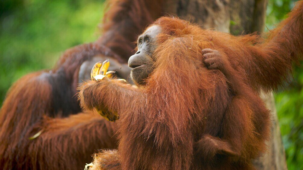 Image Credits: Expedia