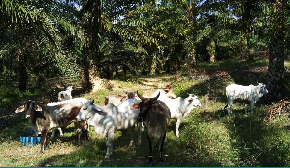 Image: Smallholder farm in Malaysia with integrated livestock farming