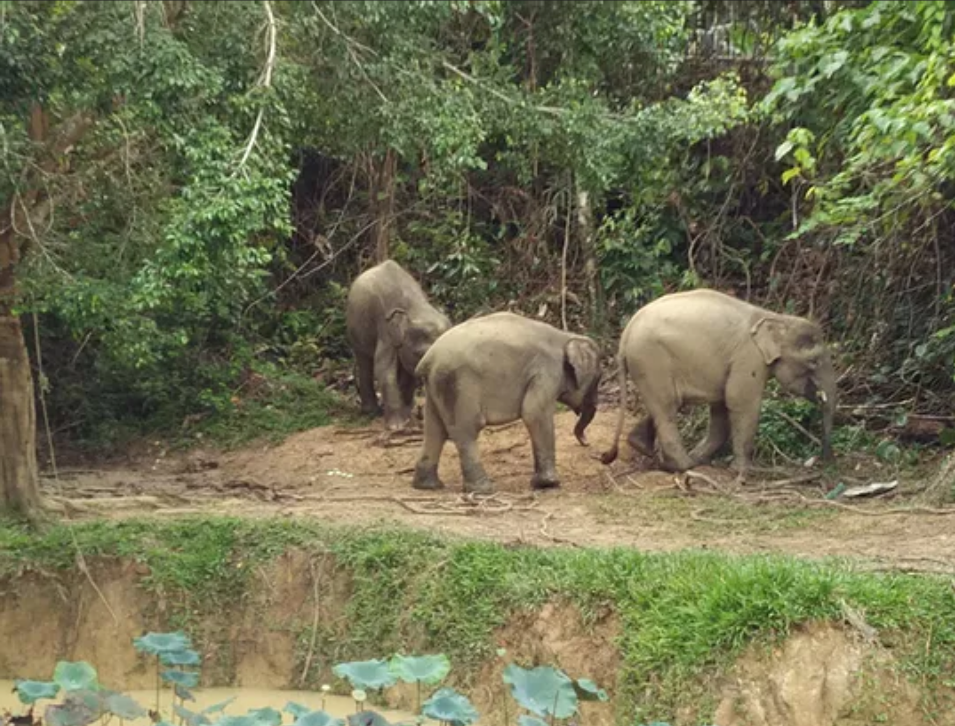 Elephants in Sabah
